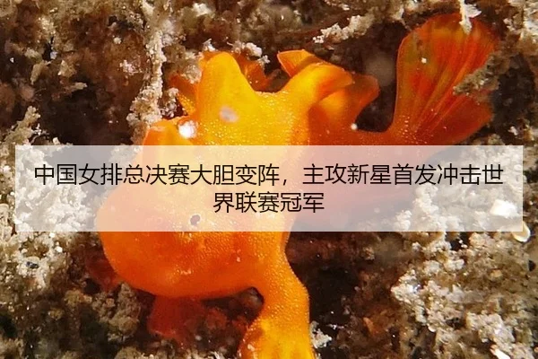 中国女排总决赛大胆变阵，主攻新星首发冲击世界联赛冠军